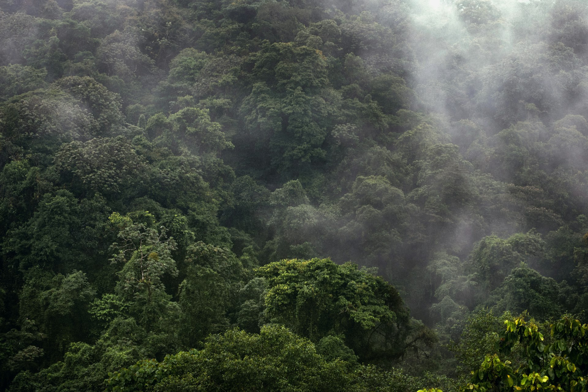 Layered misty forest