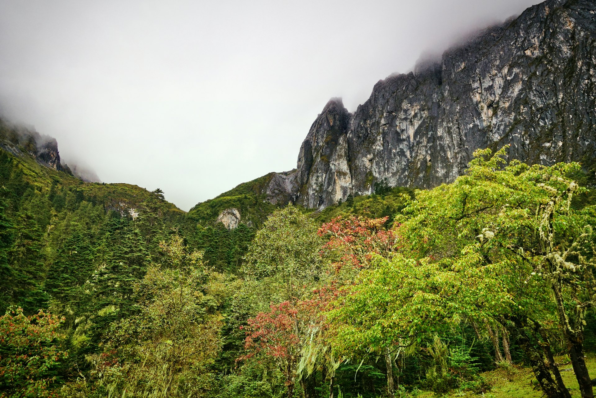 Mountain valley with forest and cliffs