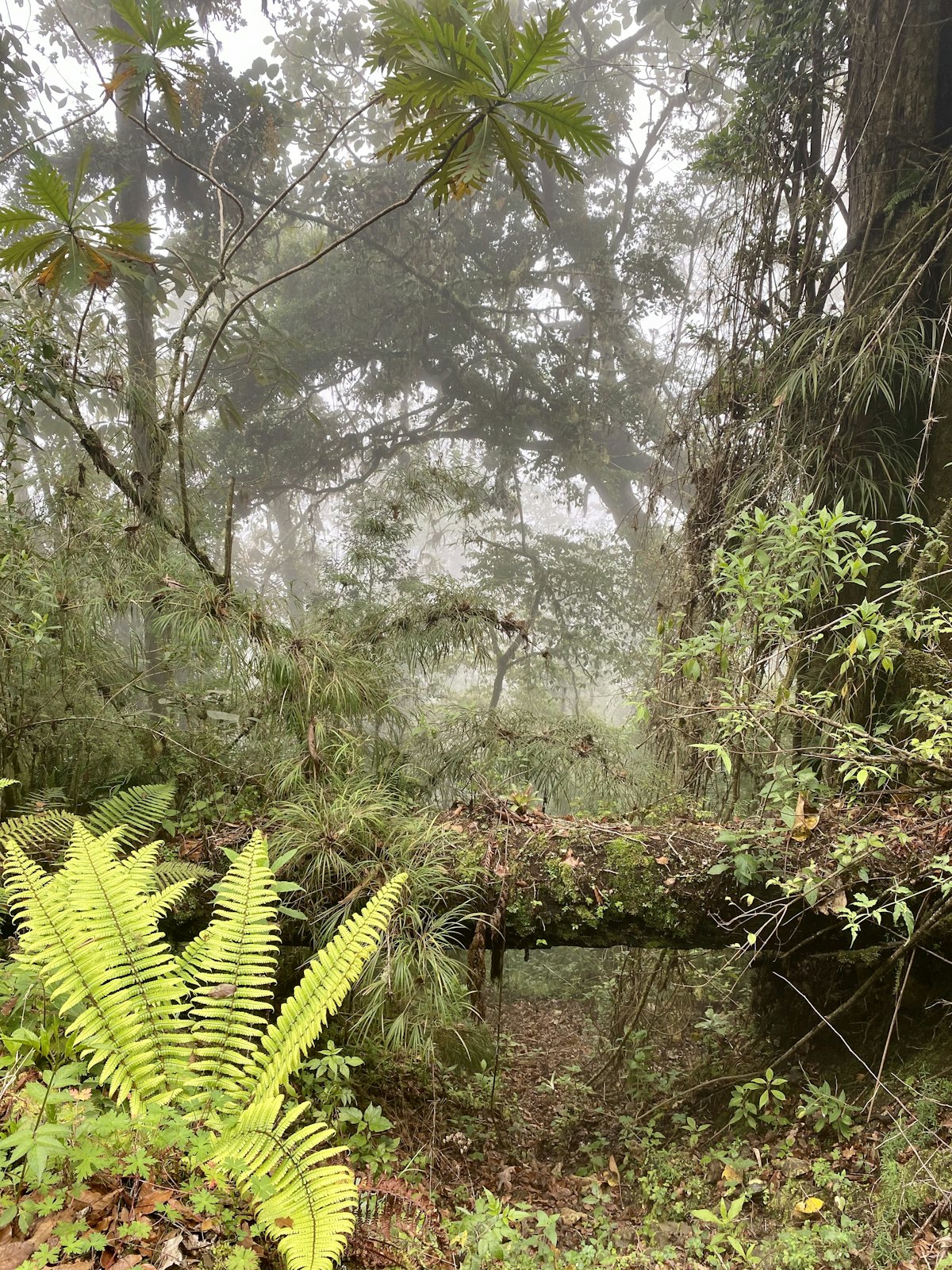 Forest undergrowth and fern detail