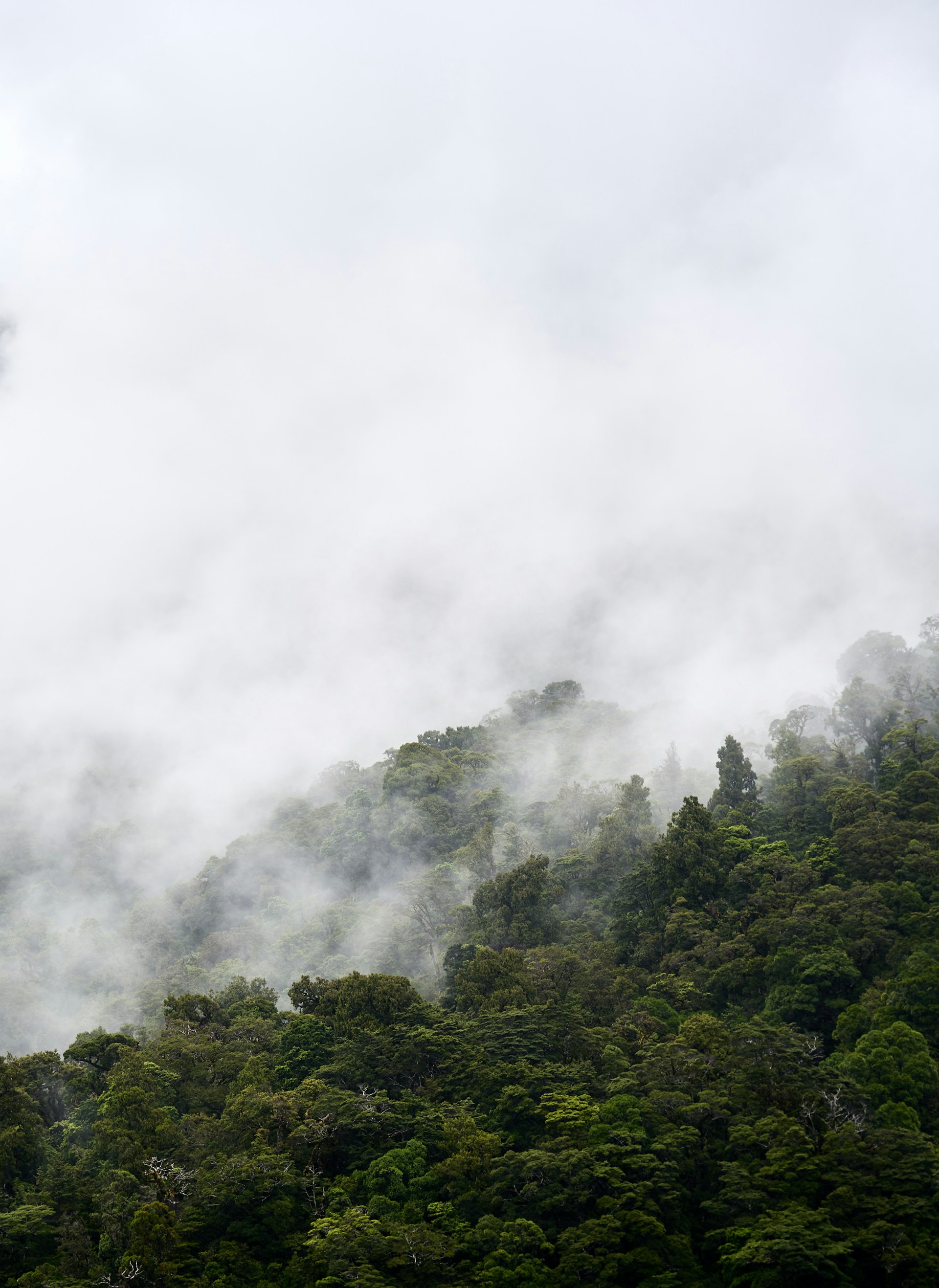 Mist over a forested ridge