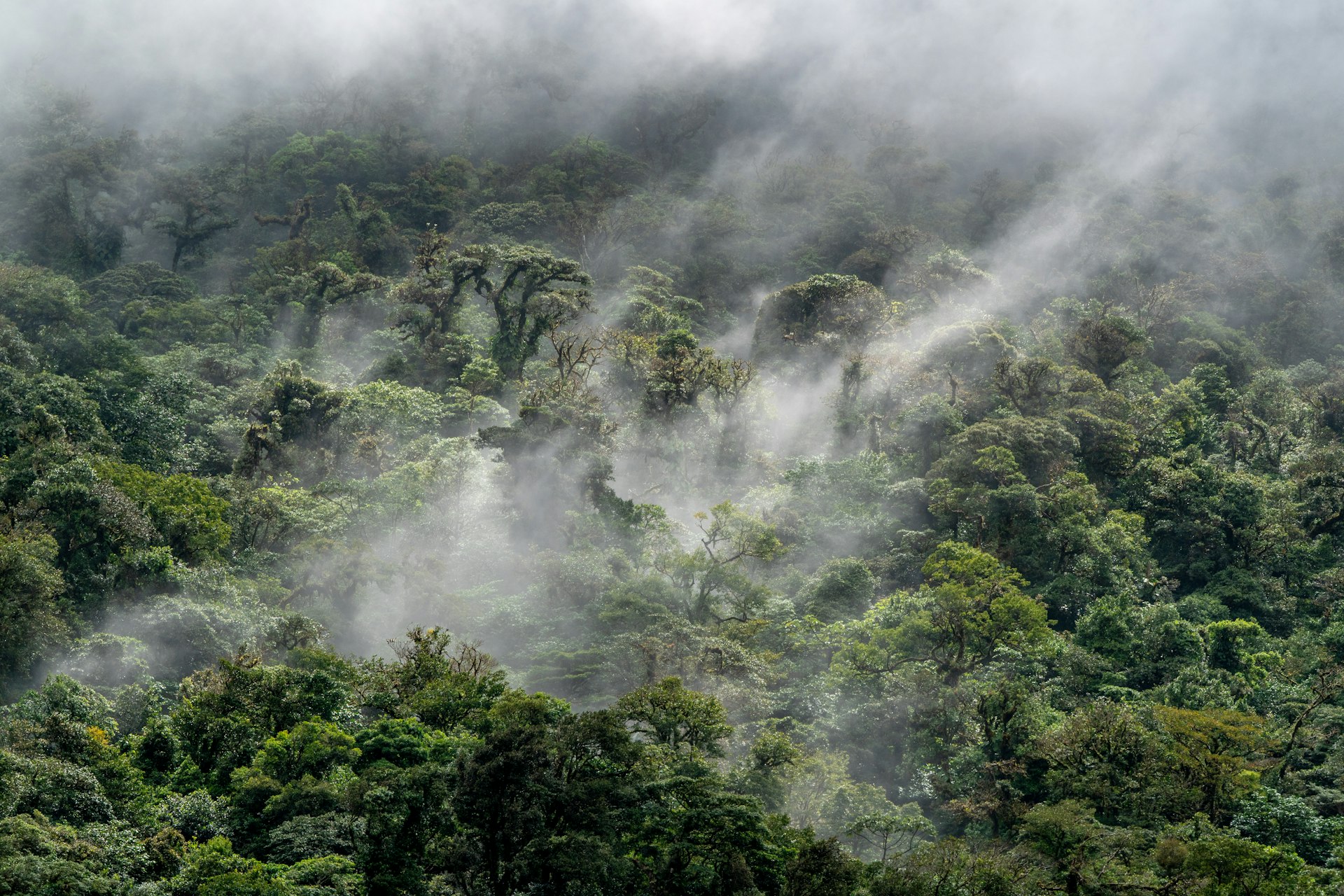 Cloud forest canopy in mist